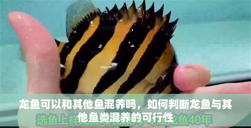 龍魚可以和其他魚混養嗎，如何判斷龍魚與其他魚類混養的可行性
