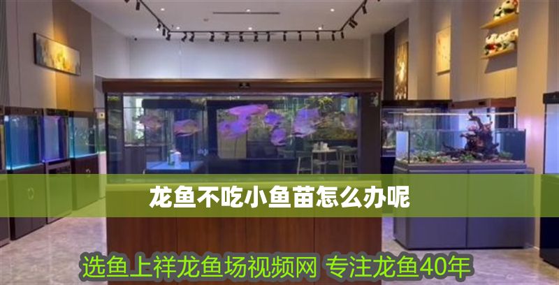 龍魚不吃小魚苗怎么辦呢