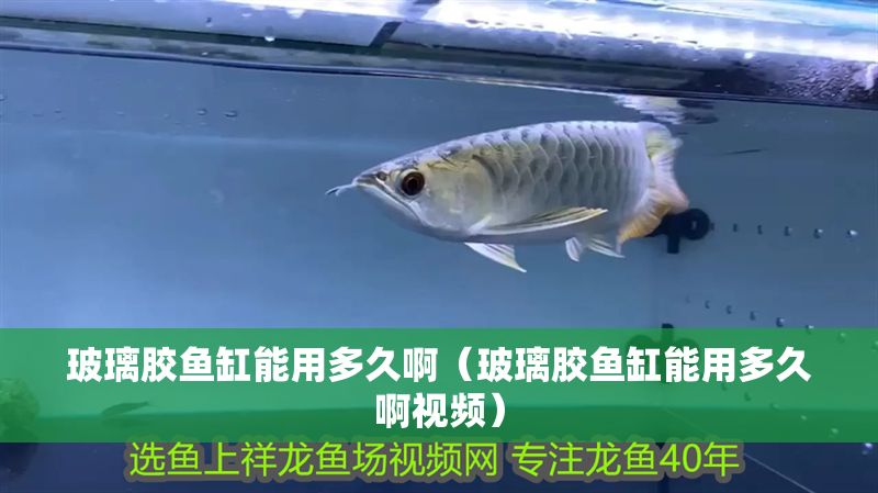玻璃膠魚缸能用多久啊（玻璃膠魚缸能用多久啊視頻）