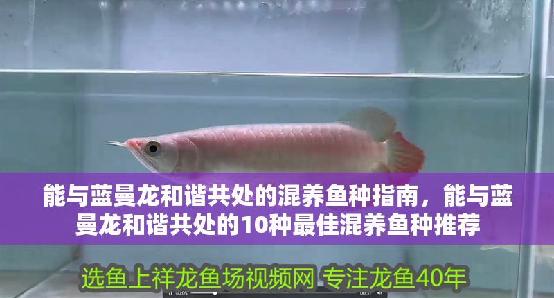 能與藍曼龍和諧共處的混養魚種指南，能與藍曼龍和諧共處的10種最佳混養魚種推薦