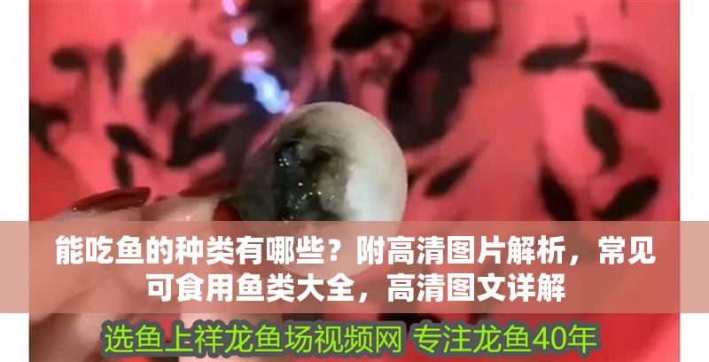 能吃魚的種類有哪些？附高清圖片解析，常見可食用魚類大全，高清圖文詳解 能吃魚的種類有哪些？附高清圖片解析，常見可食用魚類大全，高清圖文詳解 龍魚百科 第1張