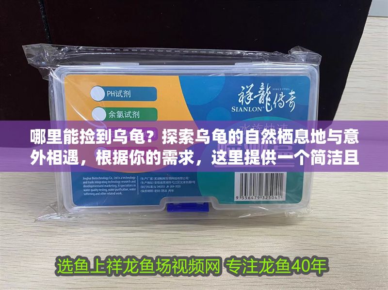 哪里能撿到烏龜？探索烏龜的自然棲息地與意外相遇，根據你的需求，這里提供一個簡潔且符合主題的標題，，烏龜出沒指南，野外偶遇與棲息地揭秘，（注，若需調整風格或側重點，可補充說明具體方向，如科普向、趣味向等）