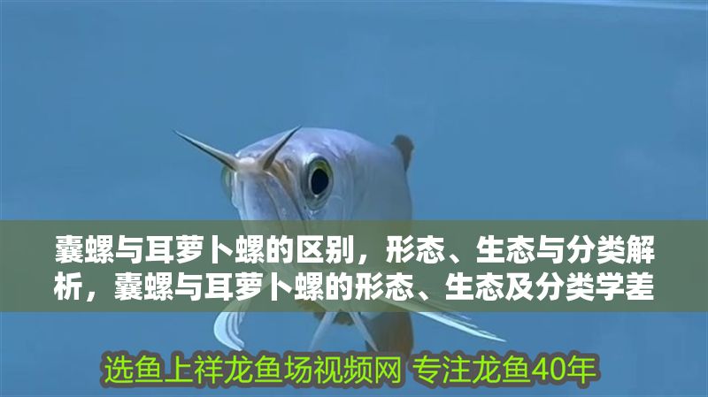 囊螺與耳蘿卜螺的區別，形態、生態與分類解析，囊螺與耳蘿卜螺的形態、生態及分類學差異解析