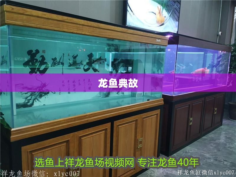 龍魚典故