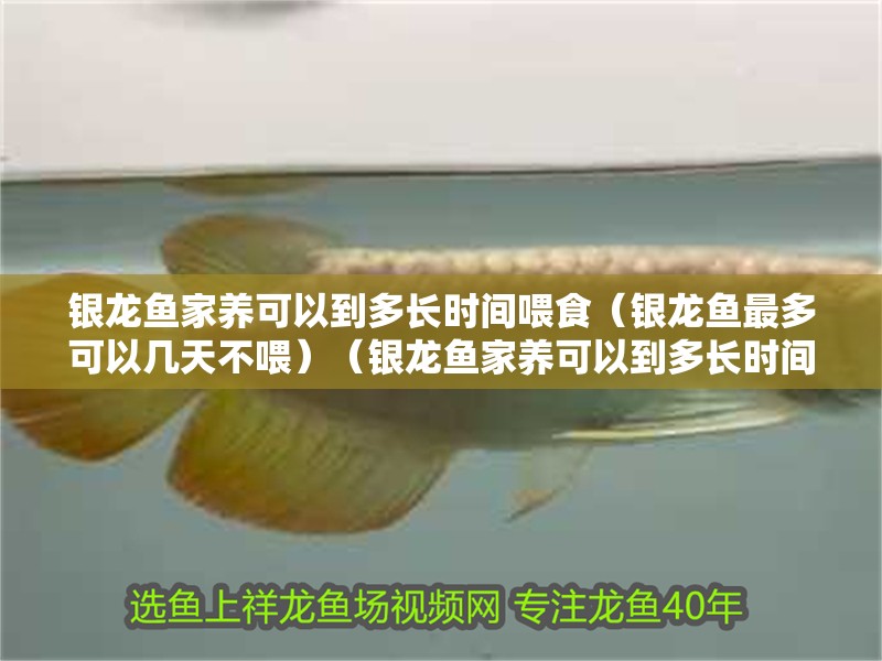 銀龍魚家養可以到多長時間喂食（銀龍魚最多可以幾天不喂）（銀龍魚家養可以到多長時間喂食）