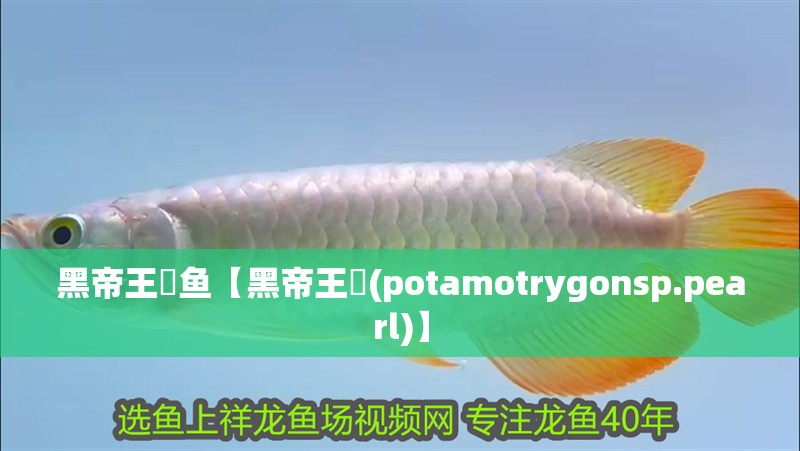 黑帝王魟魚【黑帝王魟(potamotrygonsp.pearl)】