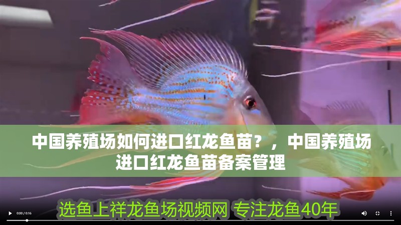 中國養殖場如何進口紅龍魚苗？，中國養殖場進口紅龍魚苗備案管理