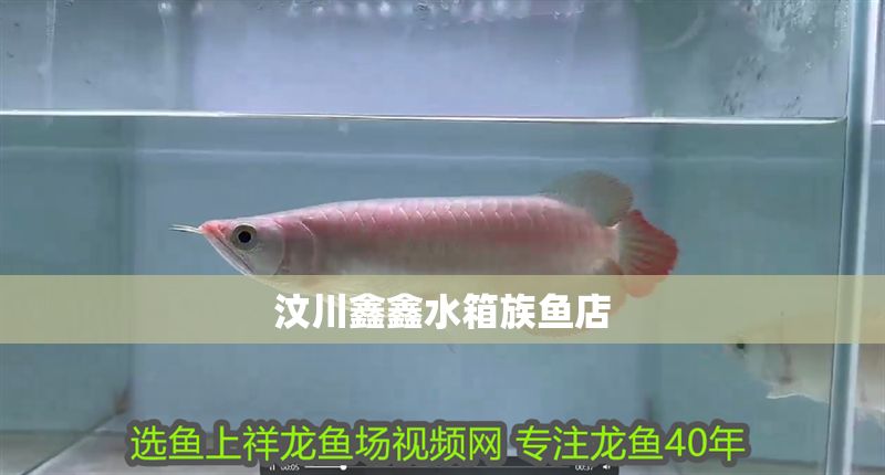 汶川鑫鑫水箱族魚店 汶川鑫鑫水箱族魚店 全國(guó)水族館企業(yè)名錄 第1張