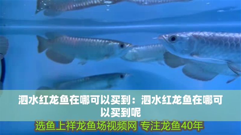 泗水紅龍魚在哪可以買到：泗水紅龍魚在哪可以買到呢
