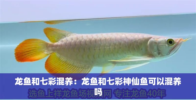 龍魚和七彩混養：龍魚和七彩神仙魚可以混養嗎 龍魚和七彩混養：龍魚和七彩神仙魚可以混養嗎 龍魚百科 第2張
