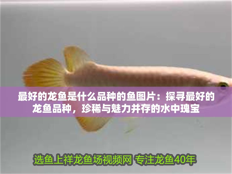 最好的龍魚是什么品種的魚圖片：探尋最好的龍魚品種，珍稀與魅力并存的水中瑰寶