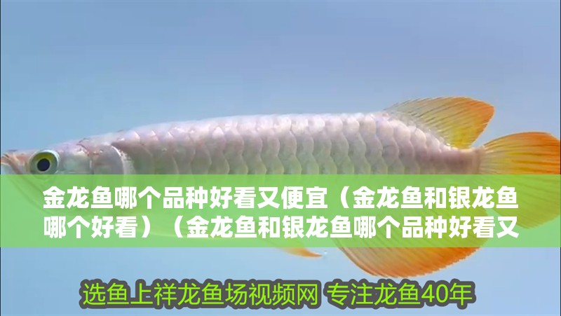金龍魚哪個品種好看又便宜（金龍魚和銀龍魚哪個好看）（金龍魚和銀龍魚哪個品種好看又便宜，金龍魚哪個品種好看又便宜）