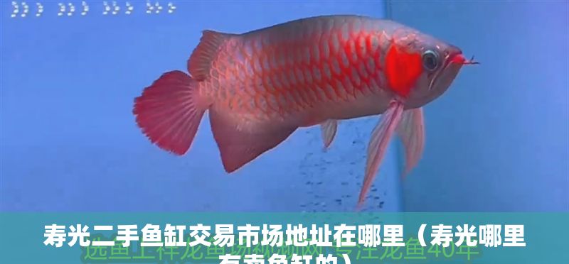壽光二手魚缸交易市場地址在哪里（壽光哪里有賣魚缸的）