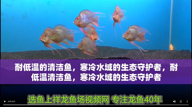 耐低溫的清潔魚，寒冷水域的生態(tài)守護(hù)者，耐低溫清潔魚，寒冷水域的生態(tài)守護(hù)者