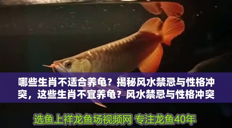 哪些生肖不適合養龜？揭秘風水禁忌與性格沖突，這些生肖不宜養龜？風水禁忌與性格沖突大揭秘