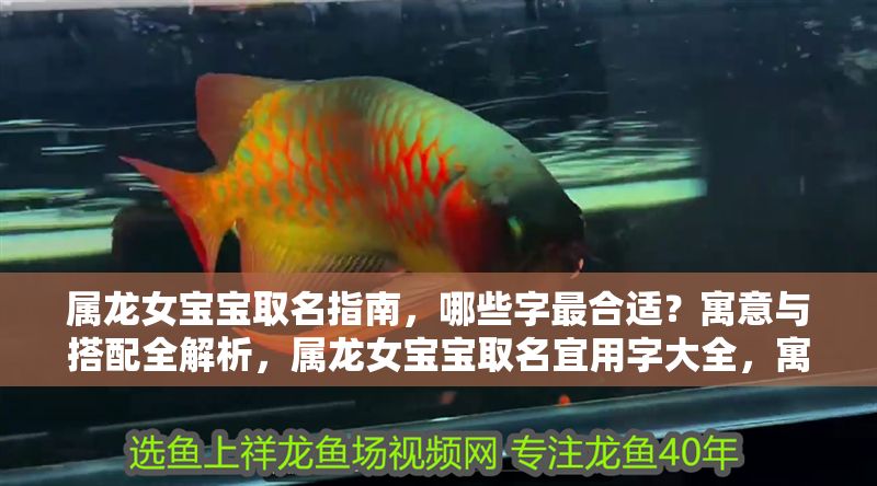 屬龍女寶寶取名指南，哪些字最合適？寓意與搭配全解析，屬龍女寶寶取名宜用字大全，寓意解析與搭配技巧 屬龍女寶寶取名指南，哪些字最合適？寓意與搭配全解析，屬龍女寶寶取名宜用字大全，寓意解析與搭配技巧 龍魚百科 第1張