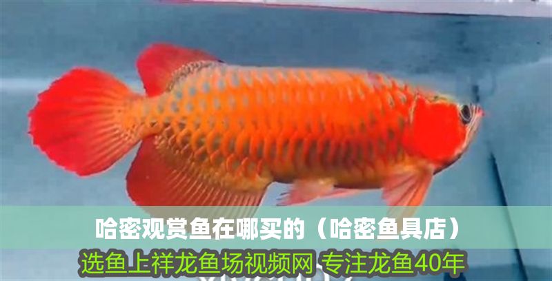 哈密觀賞魚(yú)在哪買的（哈密魚(yú)具店）