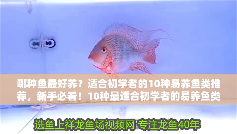哪種魚最好養？適合初學者的10種易養魚類推薦，新手必看！10種最適合初學者的易養魚類推薦