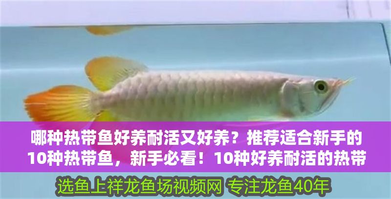 哪種熱帶魚好養耐活又好養?推薦適合新手的10種熱帶魚,新手必看!10種好養耐活的熱帶魚推薦 龍魚百科 第2張 哪種熱帶魚好養耐活又好養?推薦適合新手的10種熱帶魚,新手必看!10種好養耐活的熱帶魚推薦 哪種熱帶魚好養耐活又好養?推薦適合新手的10種熱帶魚,新手必看!10種好養耐活的熱帶魚推薦 龍魚百科 第2張