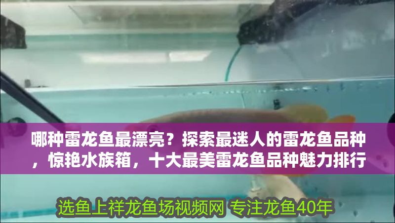 哪種雷龍魚最漂亮?探索最迷人的雷龍魚品種,驚艷水族箱,十大最美雷龍魚品種魅力排行 龍魚百科 第1張 哪種雷龍魚最漂亮?探索最迷人的雷龍魚品種,驚艷水族箱,十大最美雷龍魚品種魅力排行 哪種雷龍魚最漂亮?探索最迷人的雷龍魚品種,驚艷水族箱,十大最美雷龍魚品種魅力排行 龍魚百科 第1張