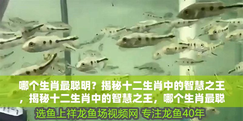 哪個(gè)生肖最聰明？揭秘十二生肖中的智慧之王，揭秘十二生肖中的智慧之王，哪個(gè)生肖最聰明？