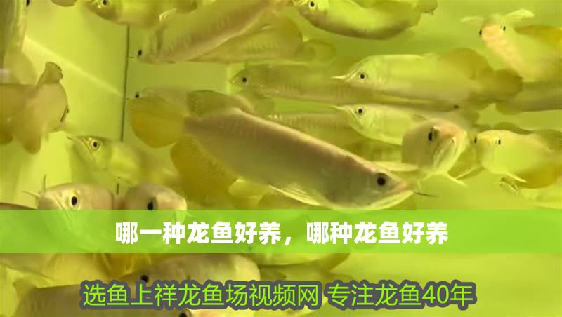 哪一種龍魚好養，哪種龍魚好養 哪一種龍魚好養，哪種龍魚好養 龍魚百科 第2張