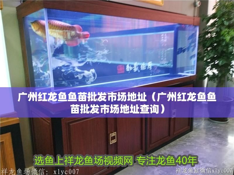 廣州紅龍魚魚苗批發市場地址（廣州紅龍魚魚苗批發市場地址查詢） 廣州紅龍魚魚苗批發市場地址（廣州紅龍魚魚苗批發市場地址查詢） 龍魚百科 第1張