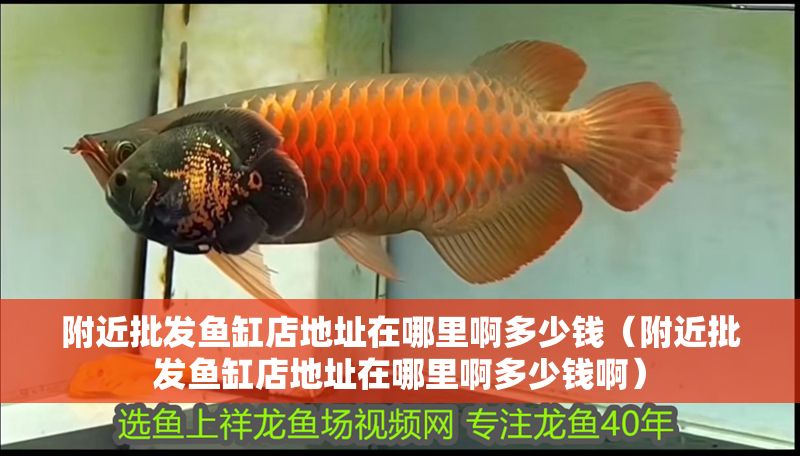 附近批發魚缸店地址在哪里啊多少錢（附近批發魚缸店地址在哪里啊多少錢啊）