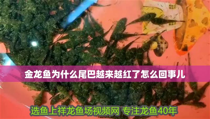金龍魚為什么尾巴越來越紅了怎么回事兒