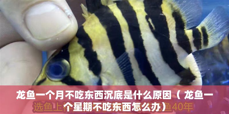 龍魚(yú)一個(gè)月不吃東西沉底是什么原因（ 龍魚(yú)一個(gè)星期不吃東西怎么辦）