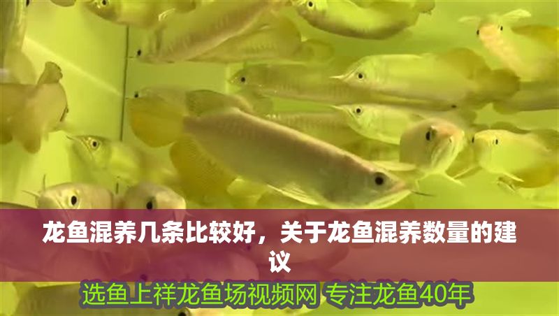 龍魚混養幾條比較好，關于龍魚混養數量的建議