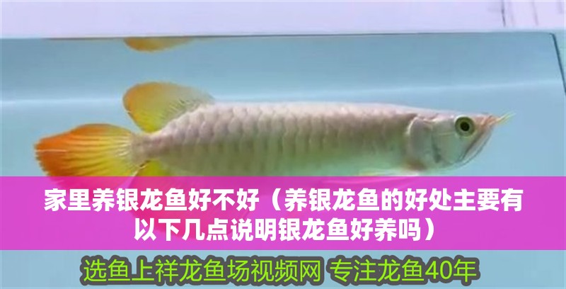 紅龍魚用黃燈烤有用嗎 家里養銀龍魚好不好(養銀龍魚的好處主要有以下幾點說明銀龍魚好養嗎) 龍魚百科 家里養銀龍魚好不好(養銀龍魚的好處主要有以下幾點說明銀龍魚好養嗎) 家里養銀龍魚好不好(養銀龍魚的好處主要有以下幾點說明銀龍魚好養嗎) 龍魚百科