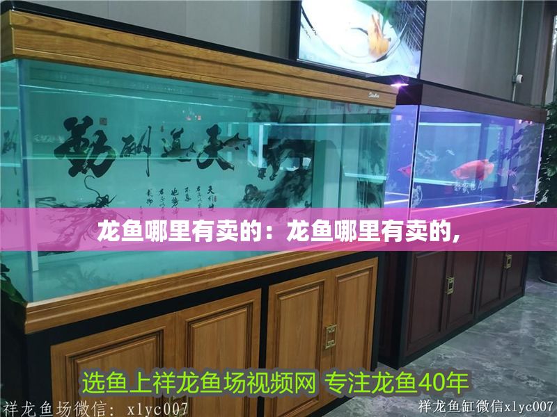 龍魚哪里有賣的：龍魚哪里有賣的,