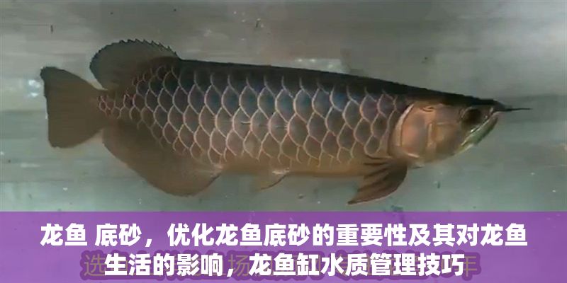 龍魚 底砂，優化龍魚底砂的重要性及其對龍魚生活的影響，龍魚缸水質管理技巧