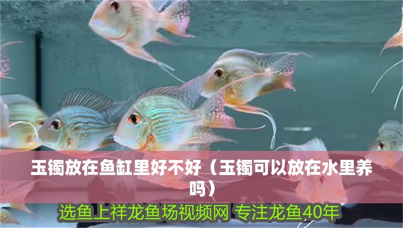 玉鐲放在魚缸里好不好（玉鐲可以放在水里養嗎）