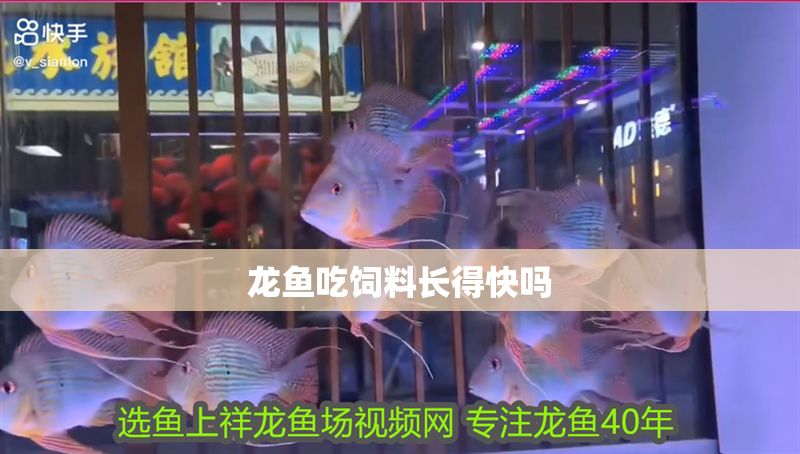龍魚吃飼料長得快嗎