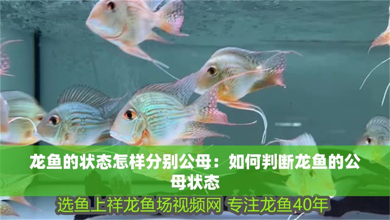 龍魚的狀態(tài)怎樣分別公母：如何判斷龍魚的公母狀態(tài)