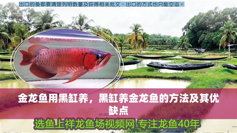 金龍魚用黑缸養，黑缸養金龍魚的方法及其優缺點