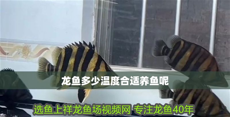 龍魚多少溫度合適養魚呢 龍魚多少溫度合適養魚呢 龍魚百科 第2張