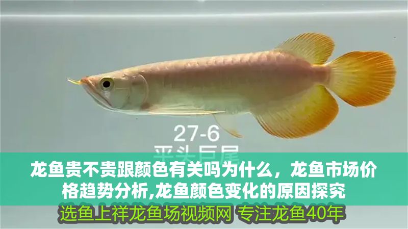 龍魚貴不貴跟顏色有關嗎為什么，龍魚市場價格趨勢分析,龍魚顏色變化的原因探究