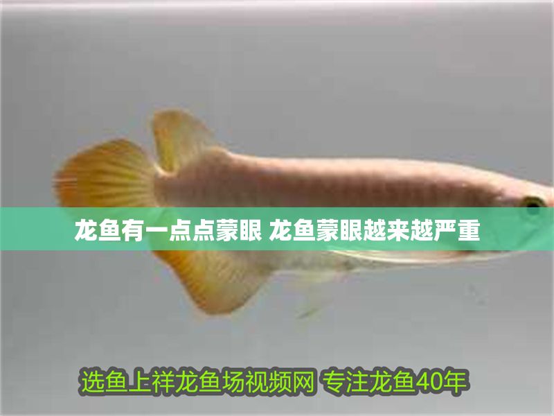 龍魚有一點點蒙眼 龍魚蒙眼越來越嚴重