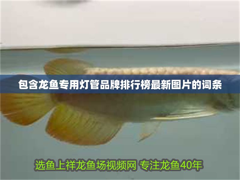 包含龍魚專用燈管品牌排行榜最新圖片的詞條