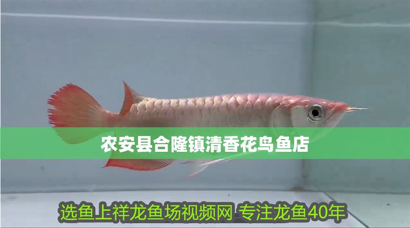 農安縣合隆鎮清香花鳥魚店 農安縣合隆鎮清香花鳥魚店 全國水族館企業名錄 第1張