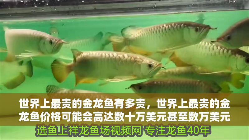 世界上最貴的金龍魚有多貴，世界上最貴的金龍魚價格可能會高達數十萬美元甚至數萬美元