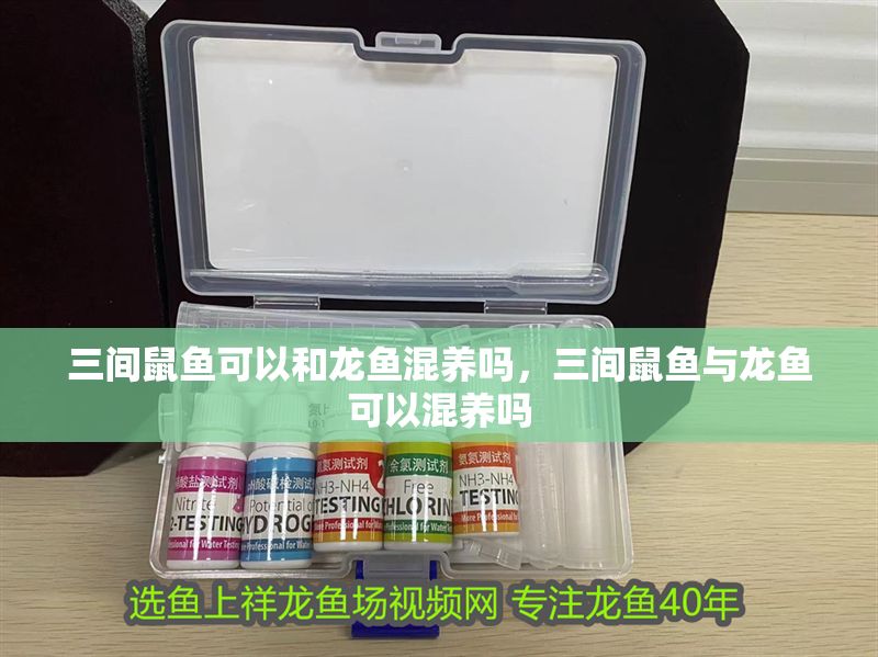 三間鼠魚可以和龍魚混養嗎，三間鼠魚與龍魚可以混養嗎
