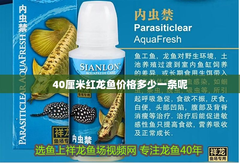 40厘米紅龍魚價(jià)格多少一條呢