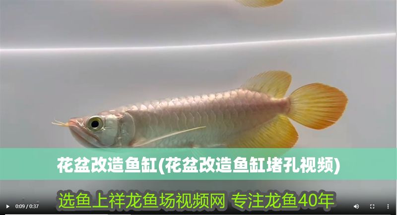 花盆改造魚缸(花盆改造魚缸堵孔視頻)