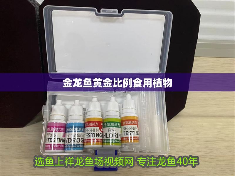 金龍魚黃金比例食用植物 金龍魚黃金比例食用植物 龍魚百科 第2張