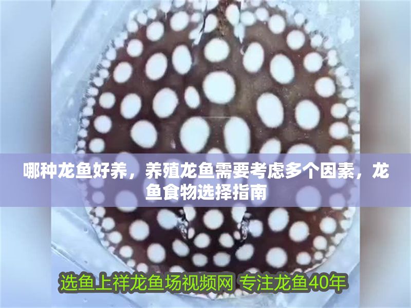 哪種龍魚好養(yǎng)，養(yǎng)殖龍魚需要考慮多個因素，龍魚食物選擇指南