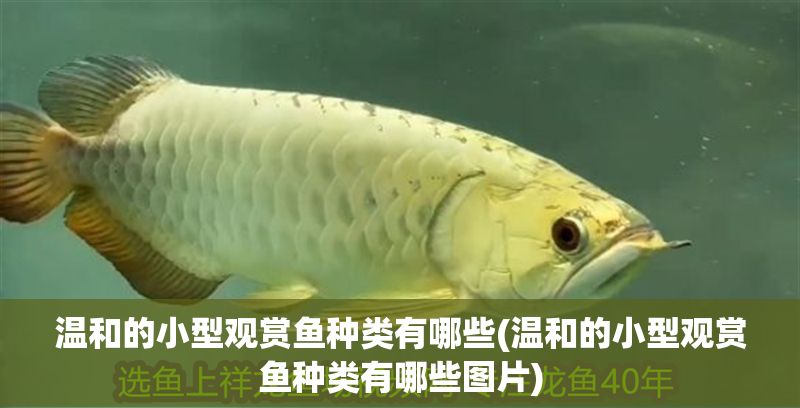 溫和的小型觀賞魚種類有哪些(溫和的小型觀賞魚種類有哪些圖片)